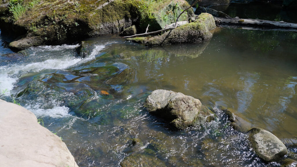 Klarer Eifelbach mit moosbewachsenen Felsen und kleinen Stromschnellen im Wald.